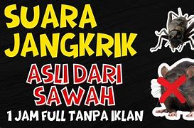 Suara Jangkrik Pengusir Tikus 10 Jam Download